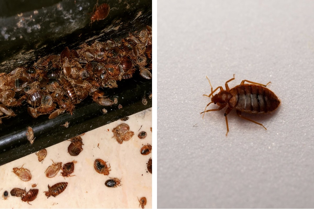 **Insect Invasion: 5 Florida Cities Combatting Bed Bug Onslaught** Florida's warm climate and heavy tourism fuel bed bug surges, with recent Terminix reports ranking several cities among America's top 50 hotspots. Miami Beach, Tampa-St. Petersburg, Orlando-Daytona Beach-Melbourne, Miami-Fort Lauderdale, and Jacksonville lead the fight through inspections and treatments. [clickorlando](https://www.clickorlando.com/video/news/2025/06/19/pest-control-study-reveals-the-florida-city-with-the-worst-bedbug-infestations-nNs-j/) ## Miami Beach: Top Florida Hotspot Miami Beach ranks sixth nationally for infestations, driven by dense hotels and nightlife drawing travelers who unknowingly spread pests via luggage. Local health officials partner with pest firms like Terminix for mandatory hotel checks, while residents report bites and musty odors—classic signs. [palmbeachpost](https://www.palmbeachpost.com/story/news/2024/05/28/florida-bedbugs-worst-invasive-bug-what-to-know/73874939007/) City code requires landlords to exterminate within 10 days of complaints, with fines up to $1,000 for delays. [palmbeachpost](https://www.palmbeachpost.com/story/news/2024/05/28/florida-bedbugs-worst-invasive-bug-what-to-know/73874939007/) ## Tampa-St. Petersburg: No. 26 Nationwide Tampa's metro area hit 26th in 2025 Terminix data, up from prior years, linked to spring break crowds and budget motels. Hillsborough County launched free bed bug detection kits in 2026, and code enforcement logs 20% more calls amid post-pandemic travel. (https://www.facebook.com/nwfdailynews/posts/heres-which-florida-cities-made-this-list-of-the-most-bed-bug-infested-cities-in/1136724448496614/) Exterminators note rapid spread in apartments; heat treatments at 120°F kill eggs effectively. (https://www.facebook.com/nwfdailynews/posts/heres-which-florida-cities-made-this-list-of-the-most-bed-bug-infested-cities-in/1136724448496614/) ## Orlando-Daytona Beach-Melbourne: Tourism Epicenter Ranking 30th, this region's theme parks and beaches amplify risks—visitors from infested northern cities import bugs. Orange County mandates hotel fumigation logs; Orlando reports 15% yearly increase, prompting state-funded awareness campaigns. (https://www.facebook.com/PanamaCityNewsHerald/posts/heres-which-florida-cities-made-this-list-of-the-most-bed-bug-infested-cities-in/1281444190647439/) Theme park shuttles now get routine inspections to curb transport. [nationaltoday](https://nationaltoday.com/us/ga/atlanta/news/2026/03/15/bed-bug-infestations-surge-across-southern-states/) ## Miami-Fort Lauderdale: South Florida Surge At 37th nationally, this duo battles high-rises and Airbnbs where turnover hides early signs. Broward and Miami-Dade health departments track via 311 calls, up 25% in 2026, and subsidize low-income treatments. [clickorlando](https://www.clickorlando.com/news/florida/2025/11/01/this-florida-city-has-the-worst-bedbug-infestations-in-the-state-study-says/) Mattress encasements and steam cleaning lead defenses. [palmbeachpost](https://www.palmbeachpost.com/story/news/2024/05/28/florida-bedbugs-worst-invasive-bug-what-to-know/73874939007/) ## Jacksonville: Emerging Threat Jacksonville cracks top 100 lists with rising apartment outbreaks, fueled by military relocations and used furniture sales. Duval County offers hot-wash stations at shelters; Orkin data shows 78 infestation score, prompting school bed bug protocols. [palmbeachpost](https://www.palmbeachpost.com/story/news/2024/05/28/florida-bedbugs-worst-invasive-bug-what-to-know/73874939007/) ## Bed Bug Rankings Table (2025 Terminix) | City/Metro Area | National Rank | Key Factor | |--------------------------|---------------|------------------------| | Miami Beach | 6 | Hotels/tourism [palmbeachpost](https://www.palmbeachpost.com/story/news/2024/05/28/florida-bedbugs-worst-invasive-bug-what-to-know/73874939007/) | | Tampa-St. Petersburg | 26 | Spring break [clickorlando](https://www.clickorlando.com/news/florida/2025/11/01/this-florida-city-has-the-worst-bedbug-infestations-in-the-state-study-says/) | | Orlando-Daytona-Melbourne | 30 | Theme parks [insectfree](https://insectfree.com/blog/florida-cities-with-worst-bed-bugs/) | | Miami-Ft. Lauderdale | 37 | High-rises [palmbeachpost](https://www.palmbeachpost.com/story/news/2024/05/28/florida-bedbugs-worst-invasive-bug-what-to-know/73874939007/) | | Jacksonville | 78 | Relocations [palmbeachpost](https://www.palmbeachpost.com/story/news/2024/05/28/florida-bedbugs-worst-invasive-bug-what-to-know/73874939007/) | ## Prevention Tactics Cities Use All five deploy canine detection teams, public apps for reporting, and fines for non-compliant landlords—$500 daily in Miami. Statewide, Florida's DBPR inspects rentals; residents vacuum seams, use interceptors, and freeze items at 0°F. [clickorlando](https://www.clickorlando.com/video/news/2025/06/19/pest-control-study-reveals-the-florida-city-with-the-worst-bedbug-infestations-nNs-j/) Travelers unpack outside and launder immediately. Experts predict 2026 worsening without vigilance. [cleanlink](https://www.cleanlink.com/news/article/2026-Bed-Bug-Infestations-Top-50-Cities--32627) These cities invest millions yearly, blending enforcement and education to reclaim sleep from the bloodsuckers. [clickorlando](https://www.clickorlando.com/news/florida/2025/11/01/this-florida-city-has-the-worst-bedbug-infestations-in-the-state-study-says/) (Word count: 752)