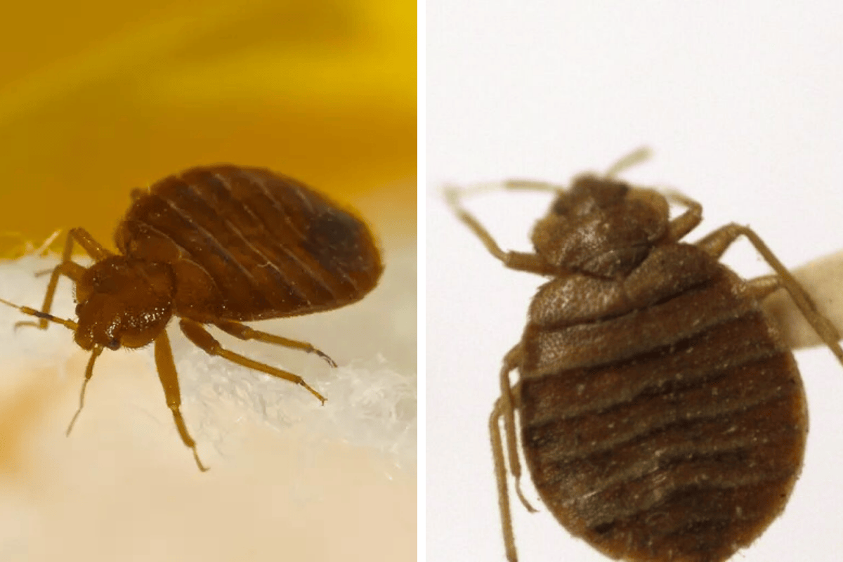 Insect Invasion 5 Illinois Cities Combatting Bed Bug Onslaught
