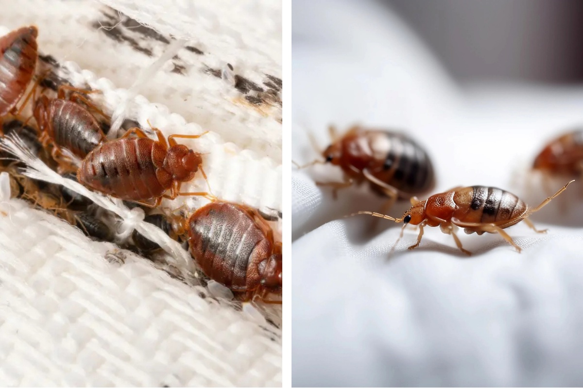 Insect Invasion: 5 Michigan Cities Combatting Bed Bug Onslaught