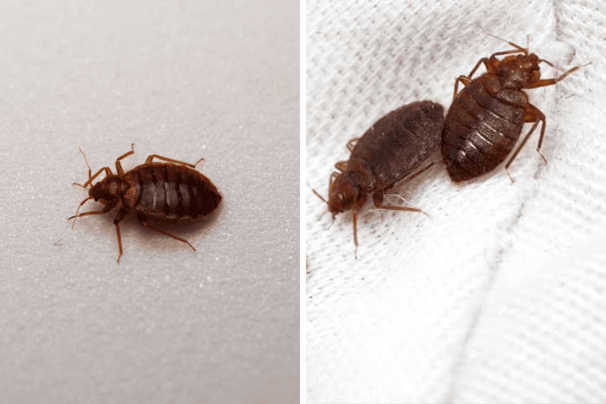 Insect Invasion 5 New Mexico Cities Combatting Bed Bug Onslaught