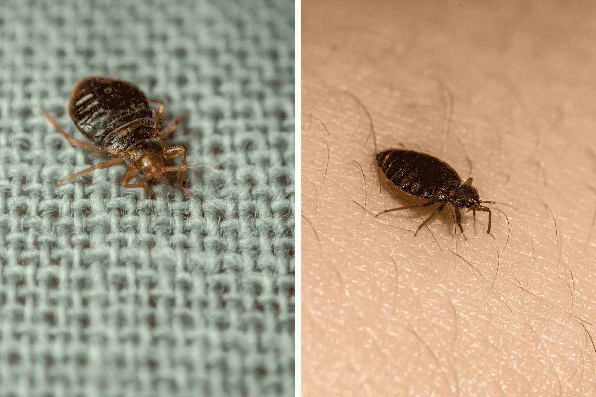 Insect Invasion 5 North Carolina Cities Combatting Bed Bug Onslaught