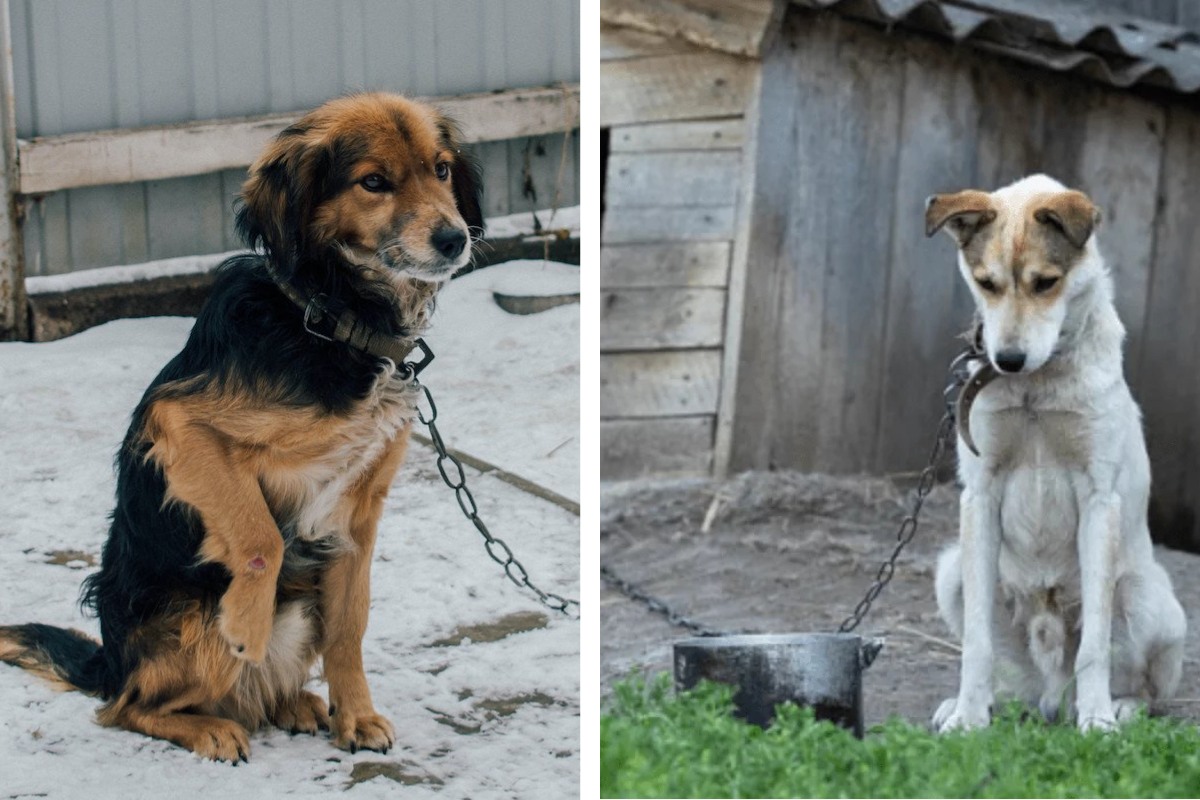Is It Illegal to Leave Your Pet Chained Outside in Virginia? Here's What the Law Says