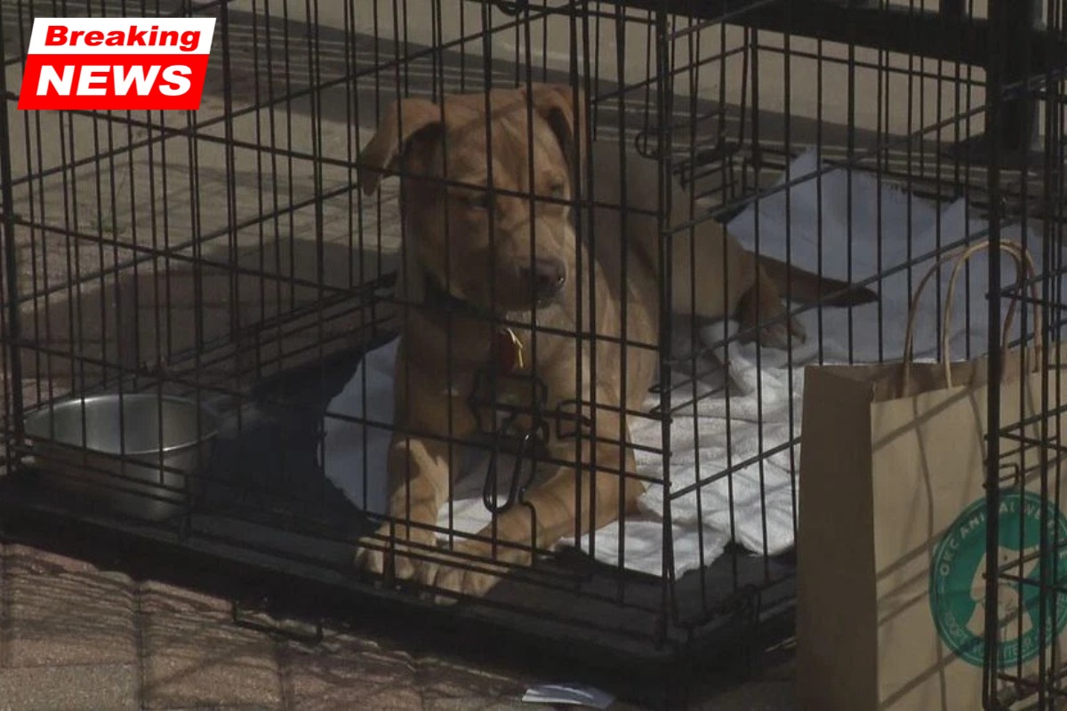 OKC Animal Welfare Hosting ‘Puppy Pop-Up’ and Paw-t of Gold Adoption Event on Saturday