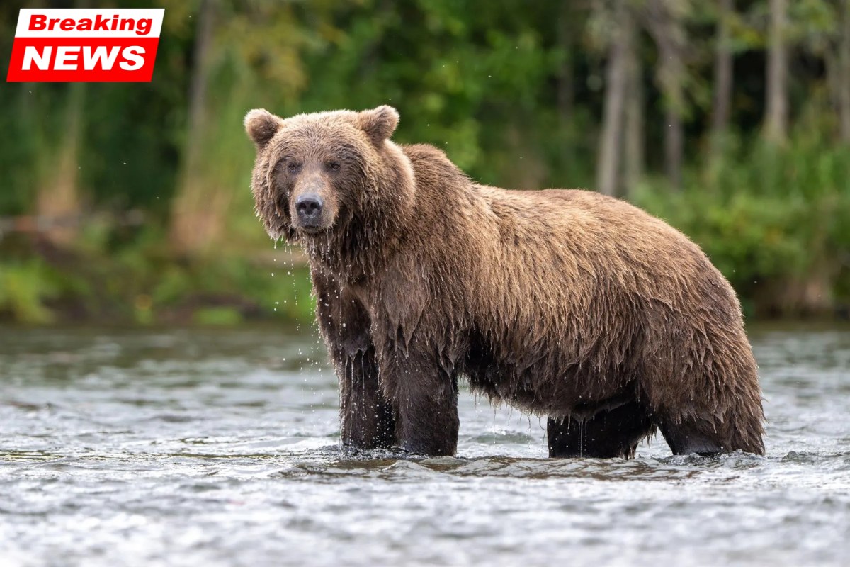 A brown bear mauled two US soldiers during a military drill, sparking the start of a beast hunt