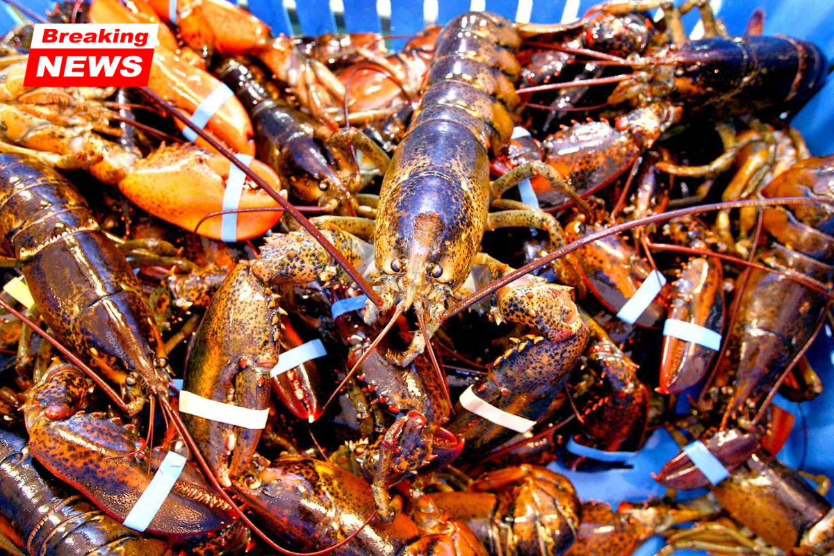 A Maine man was arrested after video footage showed him allegedly stealing two crates of lobster