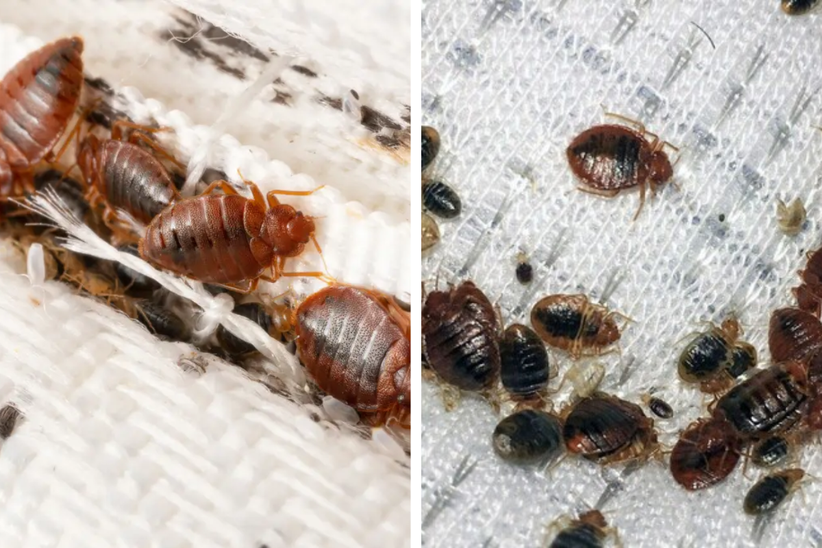 Insect Invasion: 5 Alabama Cities Combatting Bed Bug Onslaught
