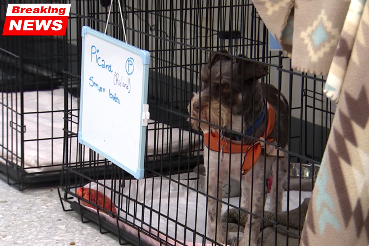 Due to the number of animals in boarding, Skiatook Paws and Claws hosts a pop-up fostering event