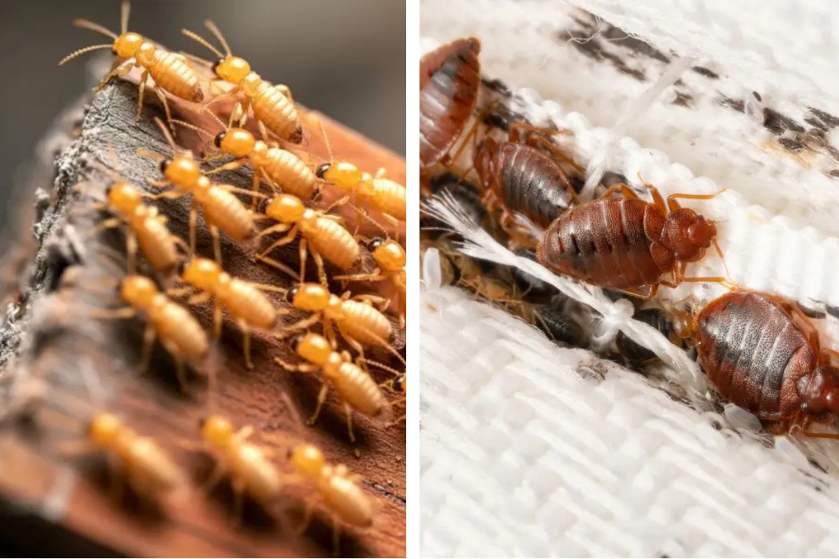 Insect Invasion 5 Colorado Cities Combatting Bed Bug Onslaught