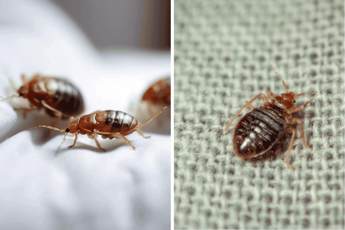 Insect Invasion 5 Kentucky Cities Combatting Bed Bug Onslaught