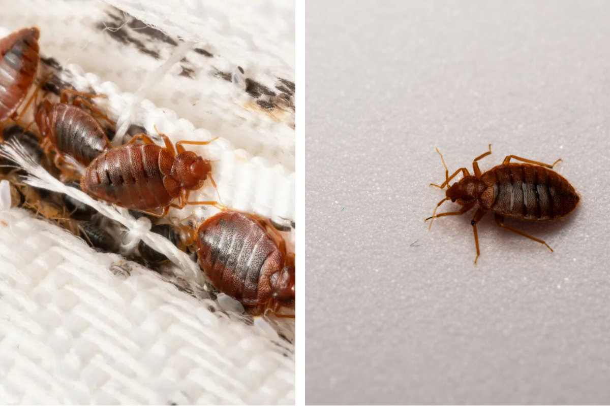 Insect Invasion: 5 Nevada Cities Combatting Bed Bug Onslaught