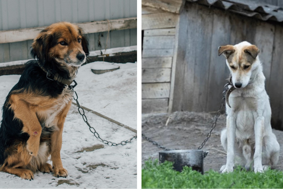 Is It Illegal to Leave Your Pet Chained Outside in Colorado? Here's What the Law Says