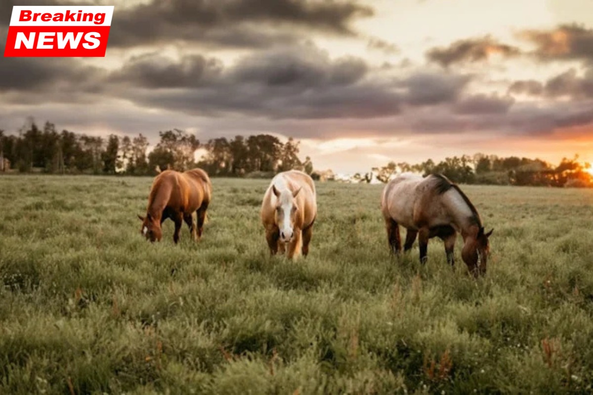 The Freeman Family Spread, a Panhandle Ranch Empire, is Listed for $127.7 Million