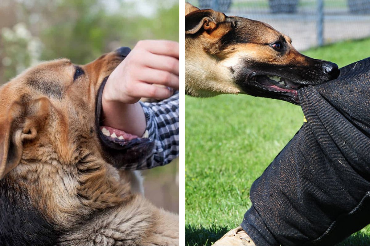 What Happens When Your Dog Bites Some people in Oklahoma: Owner Liability, Fines, and Your Dog's Fate