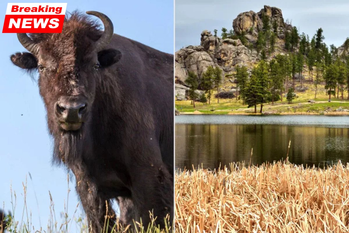 A 70-year-old woman died after being struck by bison. While hiking on the trail with husband
