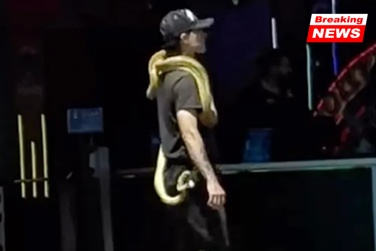 While fleeing from the police, a man releases exotic snakes on the Hollywood Walk of Fame