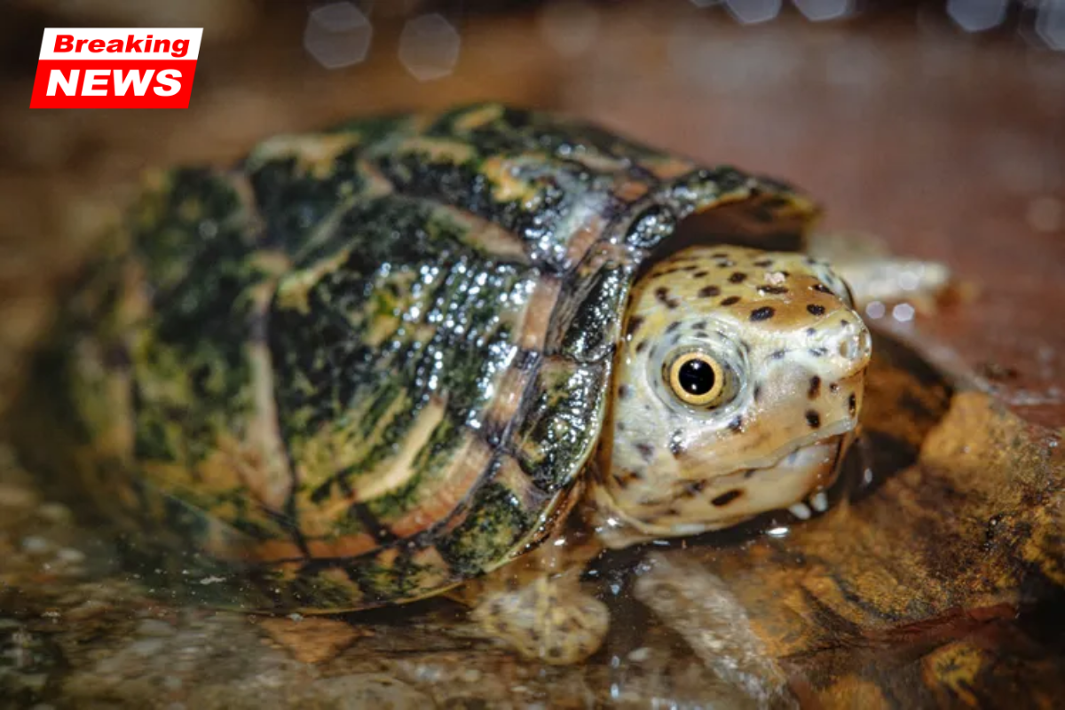 A California man is accused of attempting to illegally export 292 trafficked turtles
