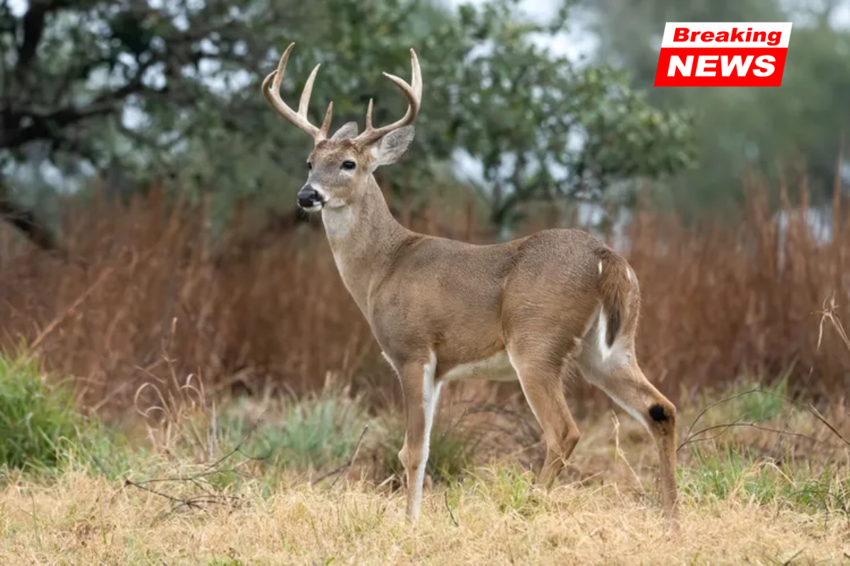 A Texas man faces over 70 charges for allegedly poaching 13 white-tailed bucks across three counties