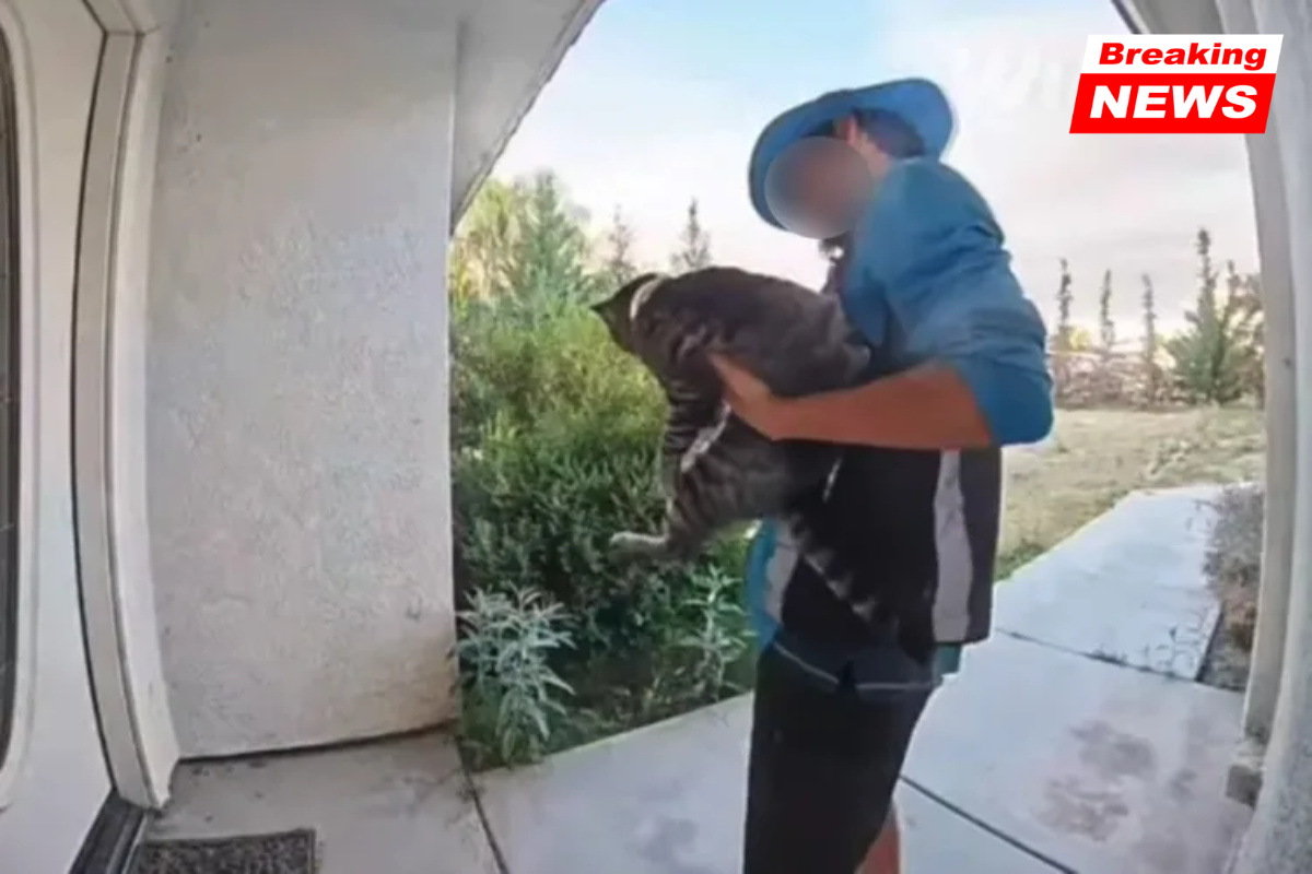 Amazon Driver Captured On Camera Taking Family's Cat During Delivery