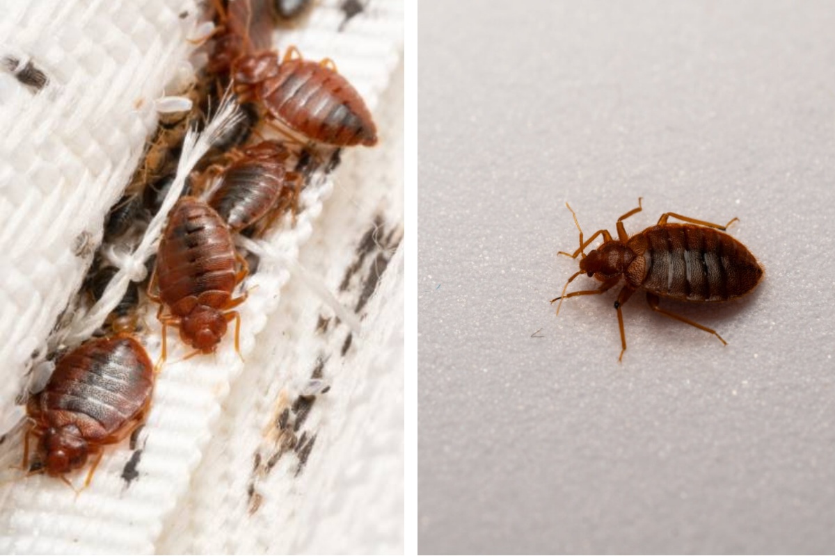 Insect Invasion: 8 California Cities Combatting Bed Bug Onslaught