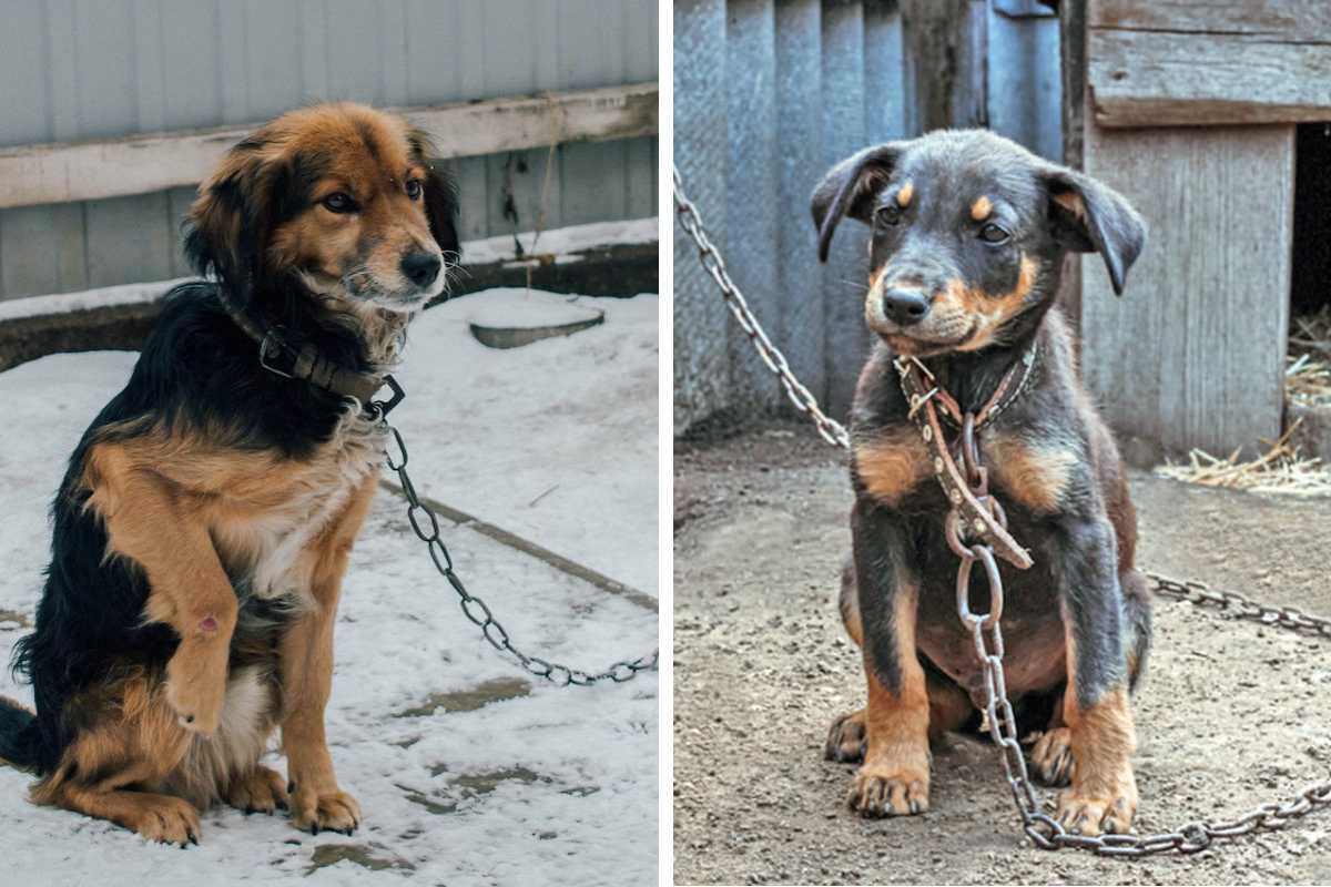 Is It Illegal to Leave Your Pet Chained Outside in Iowa Here's What the Law Says