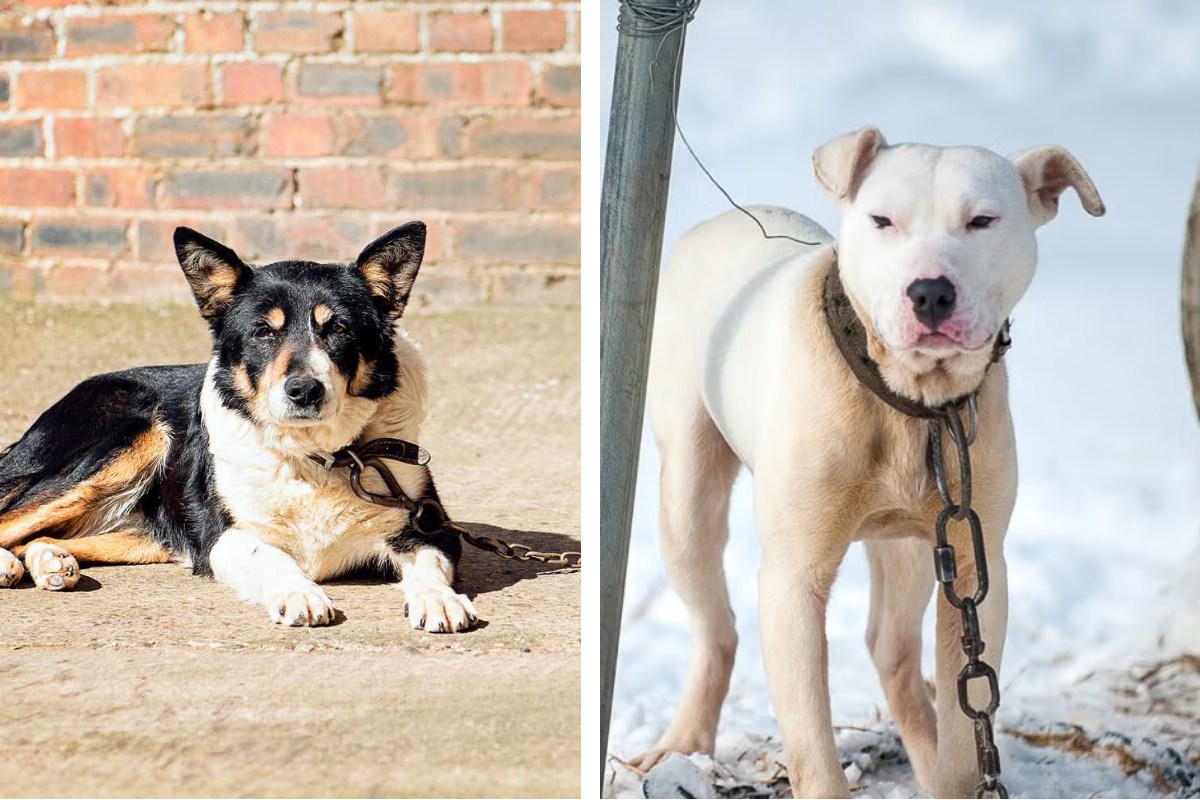 Is It Illegal to Leave Your Pet Chained Outside in Montana? Here's What the Law Says