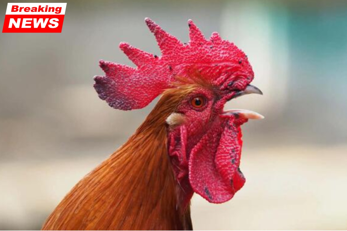 Rooster Laws in Oklahoma: What Every Owner Need to Know Prior to the First Crow