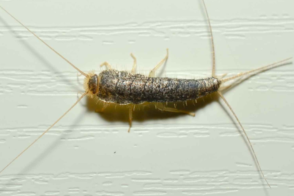 What the majority of Oklahoma residents are unaware of regarding silverfish infestations within their residences